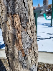 Biscogniauxia atropunctata