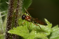Diadromus collaris