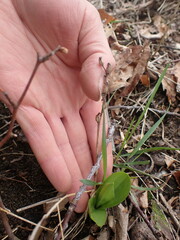 Dactylorhiza viridis