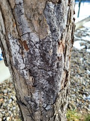 Biscogniauxia atropunctata