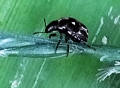 Eysarcoris guttigerus