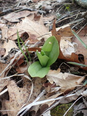 Dactylorhiza viridis