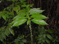 Gonzalagunia dicocca