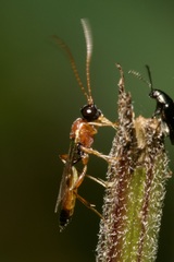 Diadromus collaris