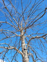 Biscogniauxia atropunctata