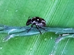 Eysarcoris guttigerus