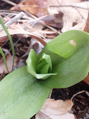 Dactylorhiza viridis