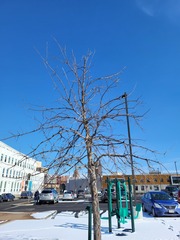 Biscogniauxia atropunctata