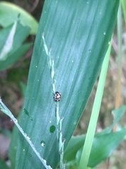 Eysarcoris guttigerus