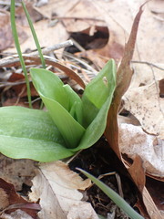 Dactylorhiza viridis