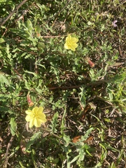 Oenothera laciniata