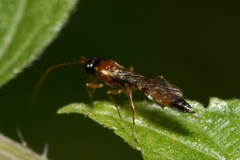 Diadromus collaris