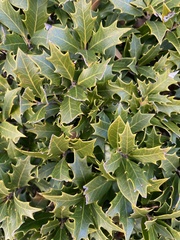 Osmanthus