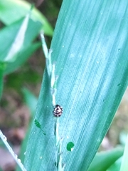 Eysarcoris guttigerus