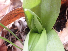 Dactylorhiza viridis