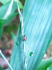 Eysarcoris guttigerus