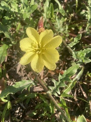 Oenothera laciniata