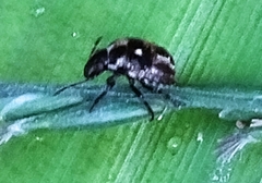 Eysarcoris guttigerus