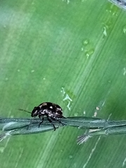 Eysarcoris guttigerus