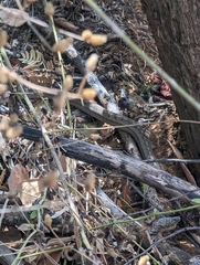 Dryophylax paraguanae