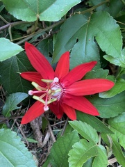 Passiflora vitifolia