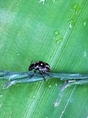 Eysarcoris guttigerus