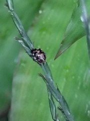 Eysarcoris guttigerus