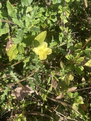 Oenothera laciniata