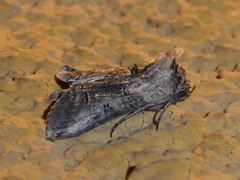 Abrostola triplasia