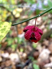 Euonymus americanus