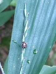 Eysarcoris guttigerus