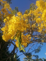 Roseodendron donnell-smithii