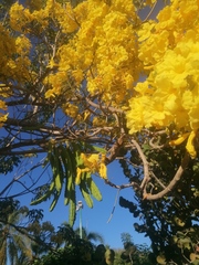 Roseodendron donnell-smithii