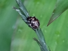 Eysarcoris guttigerus