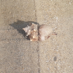 Calliactis parasitica