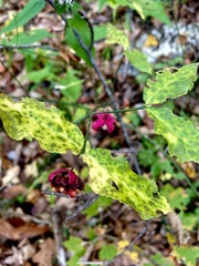 Euonymus americanus