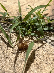 Latrodectus geometricus