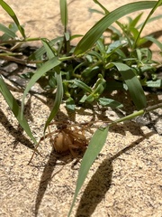 Latrodectus geometricus