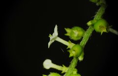 Gonzalagunia dicocca