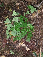 Tiarella trifoliata