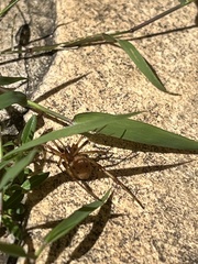 Latrodectus geometricus