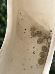 Latrodectus geometricus