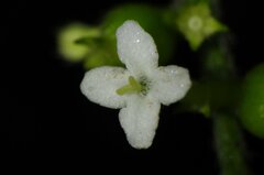 Gonzalagunia dicocca