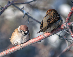 Passer montanus