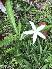 Hippobroma longiflora
