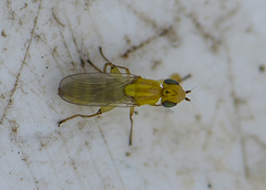 Meromyza