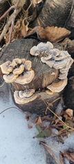 Trametes versicolor image