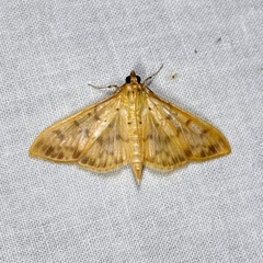 Patania balteata