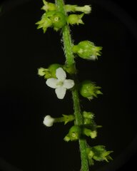Gonzalagunia dicocca