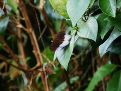 Tanaecia iapis puseda